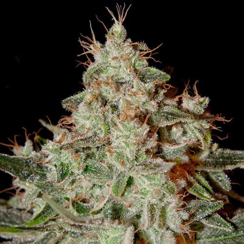 Lemon Skunk - Green House Seeds - THC op wiet