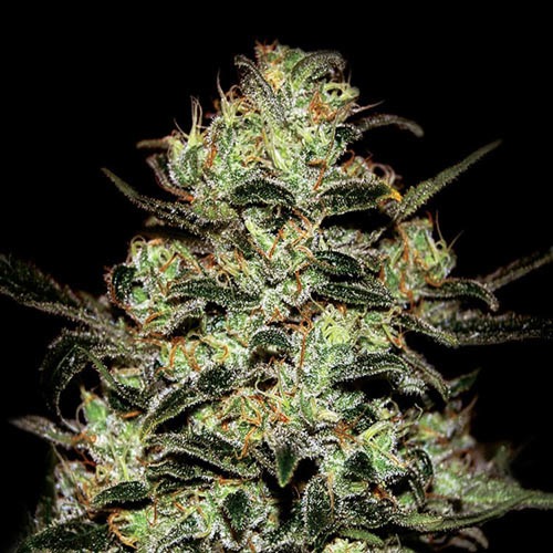 Moby Dick - Green House Seeds