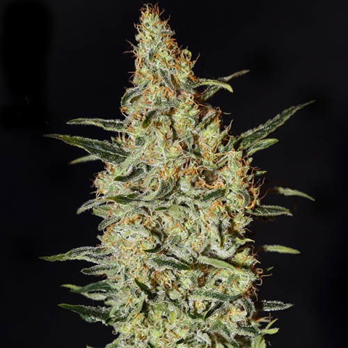 Neville's Haze - Green House Seeds