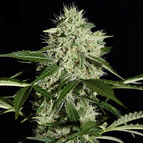 Northern Lights Auto - Green House Seeds