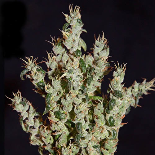 NL5 Haze Mist - Green House Seeds