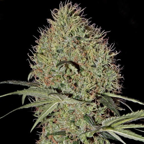 Super Bud Autoflowering - Green House Seeds