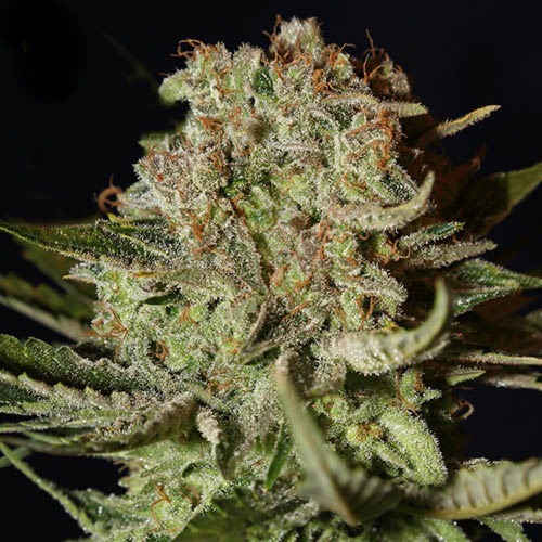 Super Bud - Green House Seeds