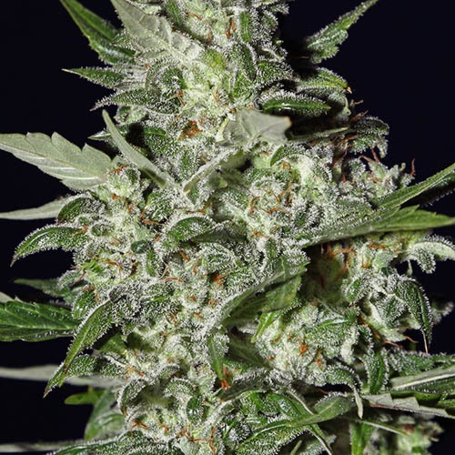 Super Critical Autoflower - Green House Seeds