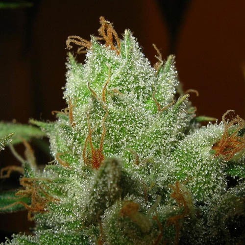 Super Lemon Haze - Green House Seeds - THC wietplang