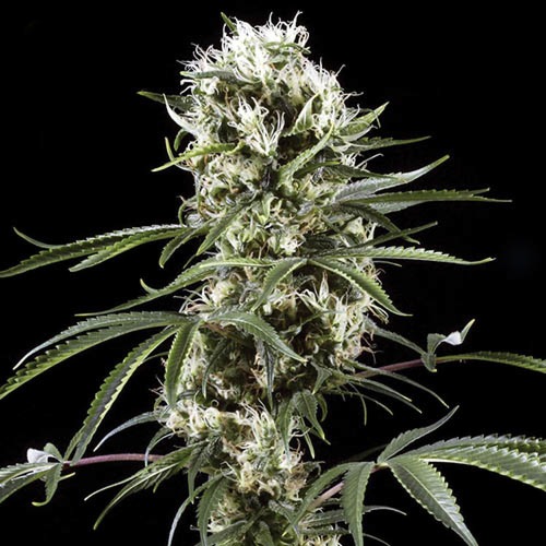 Super Lemon Haze - Green House Seeds