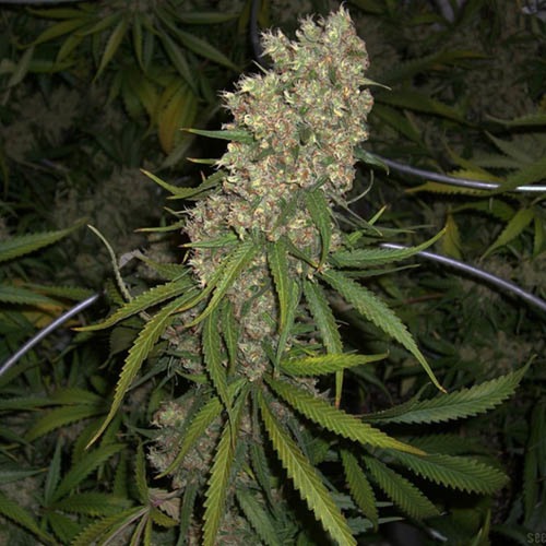 Super Silver Haze - Green House Seeds