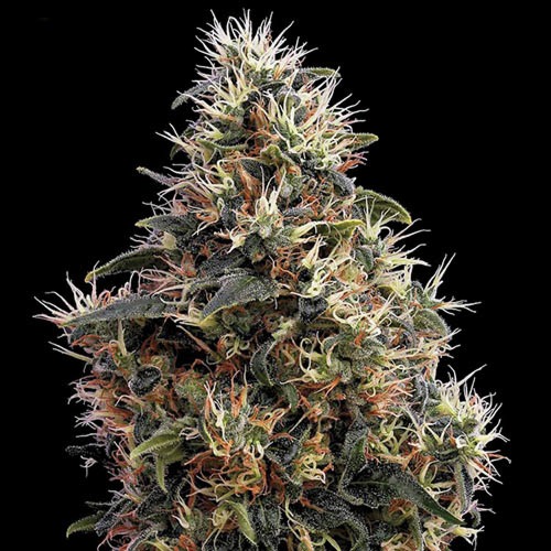 Sweet Mango Autoflower - Green House Seeds