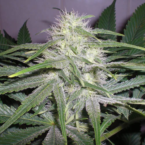The Church - Green House Seeds