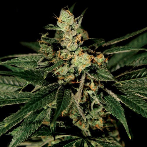 Train Wreck - Green House Seeds