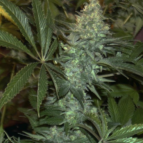 White Rhino - Green House Seeds - Wietplant in bloei
