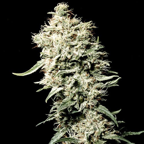 White Rhino - Green House Seeds