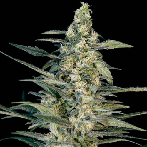 Green Joint Auto - Big Monster Seeds