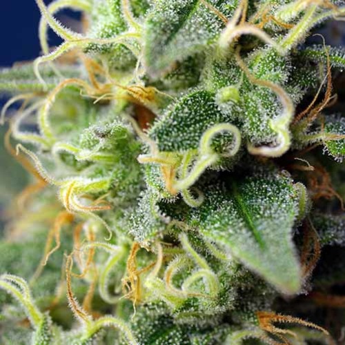 Green Poison CBD - Sweet Seeds - Close-up Top
