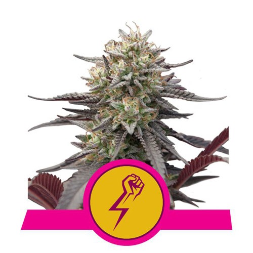 Green Crack Punch - Royal Queen Seeds