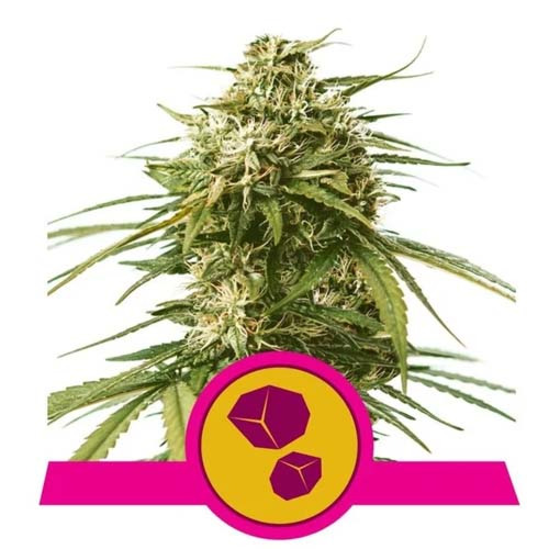 Gushers - Royal Queen Seeds