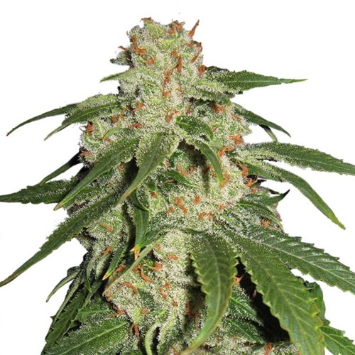 Haze Berry - Royal Queen Seeds