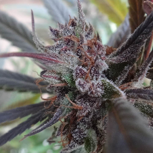 Haze X Kali China - Ace Seeds