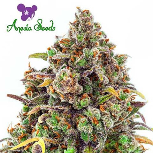 Haze Queen - Anesia Seeds