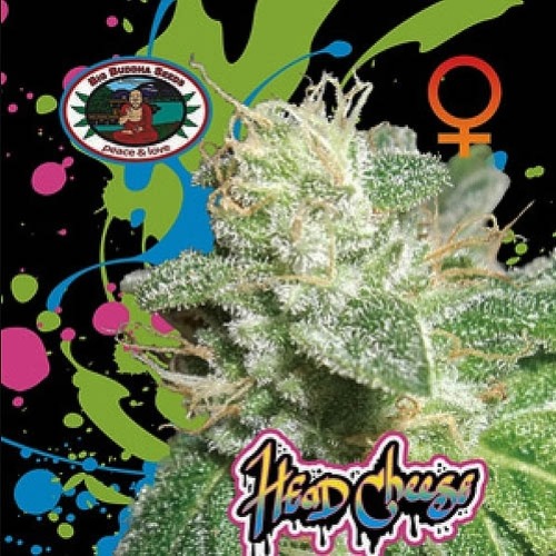 Head Cheese - Big Buddha Seeds