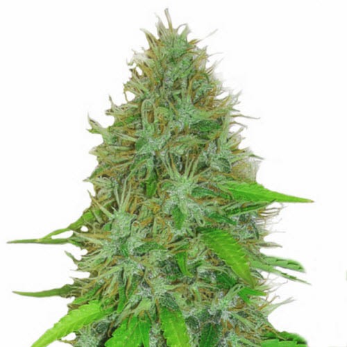 2 Fast 2 Vast Auto - Heavyweight Seeds