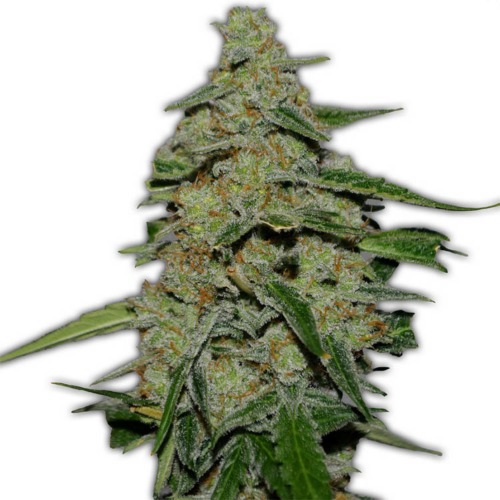 Lemon Cake - Heavyweight Seeds