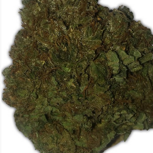 Money Bush - Heavyweight Seeds