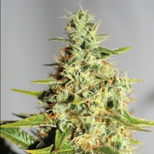 Himalaya Mountain CBD - Huismerk