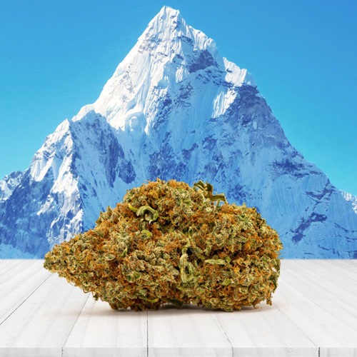Himalaya Mountain CBD medicinale wiet