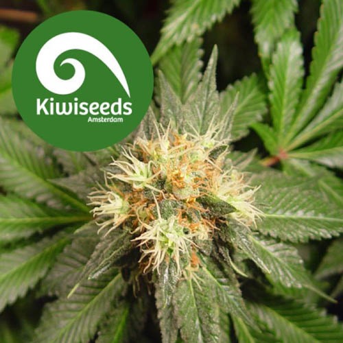Hindu Kush - Kiwi Seeds