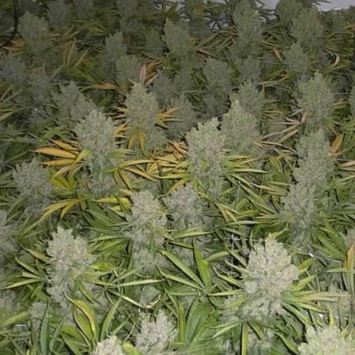 Super Skunk - Huismerk Wietzaadjes.nl veel wietplanten in kweekruimte