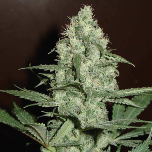 CH1 - Homegrown Fantaseeds