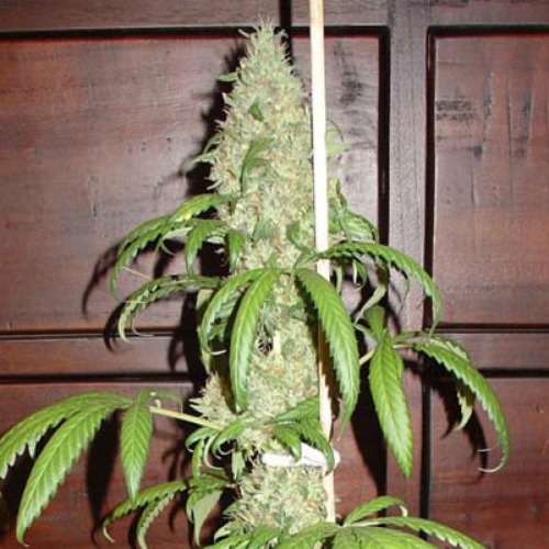 Skunk #1 - Homegrown Fantaseeds