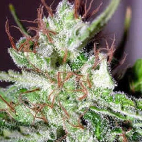 SPR Haze - Homegrown Fantaseeds close up wiet top thc