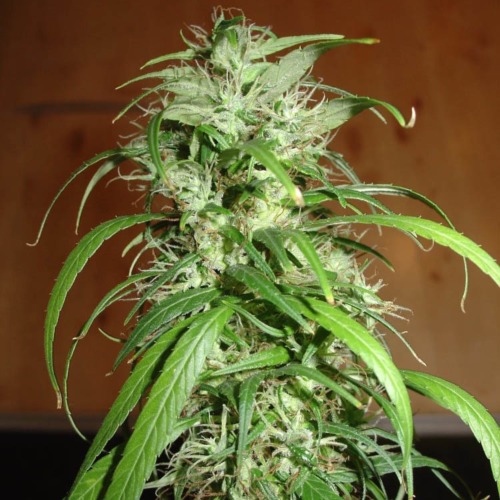 SPR Haze - Homegrown Fantaseeds