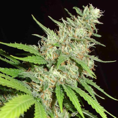 Top 44 - Homegrown Fantaseeds