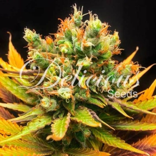 Honey Bells - Delicious Seeds oogstrijp