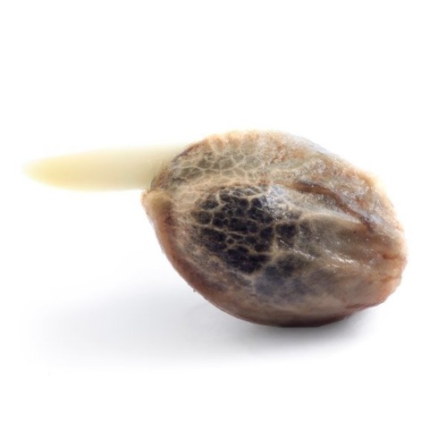 Cannabis zaadje Honey Cream Fast Flowering van Royal Queen Seeds