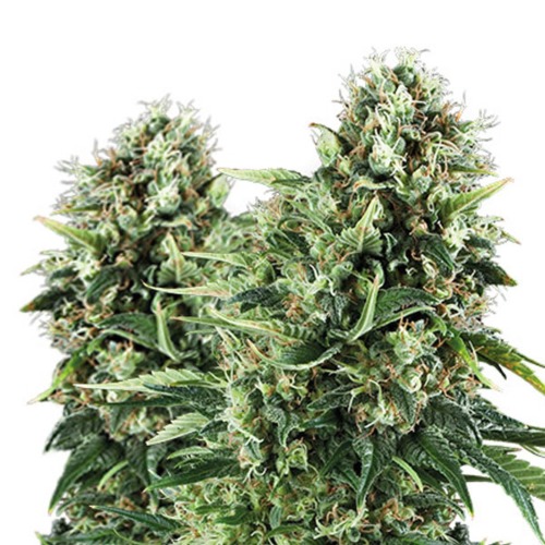 Honey Cream Fast Flowering - Royal Queen Seeds