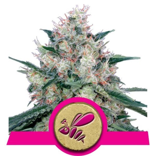 Honey Cream Fast Flowering strain - Royal Queen Seeds