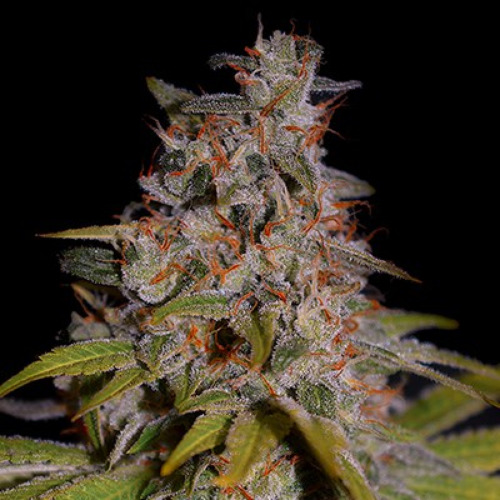 Honey Papaya - G13 Labs Seeds