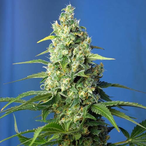 Honey Peach Auto CBD - Sweet Seeds