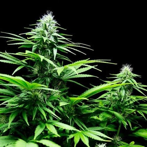 Honey Rock - Sumo Seeds
