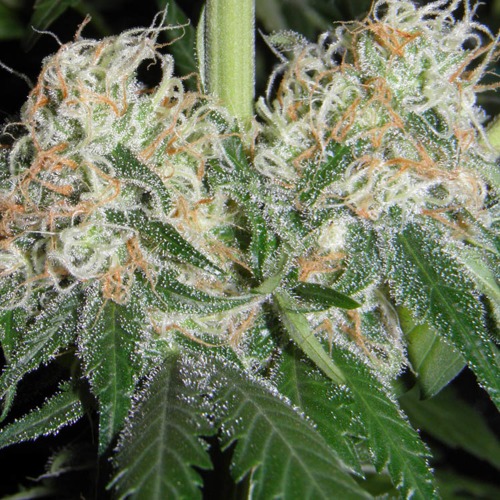 Big Bud - Huismerk Wietzaadjes.nl zijtakken met wiet