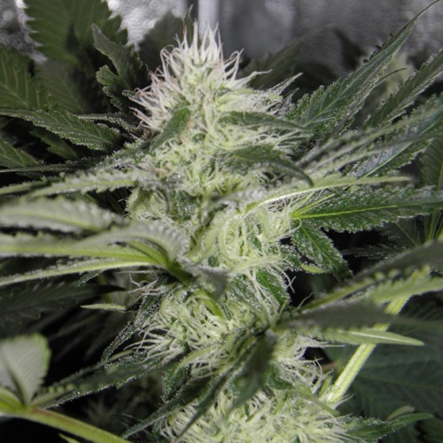 Big Bud - Huismerk Wietzaadjes.nl wietplant top bloeitijd