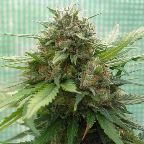 Blueberry - Huismerk Wietzaadjes.nl top wietplant bloei