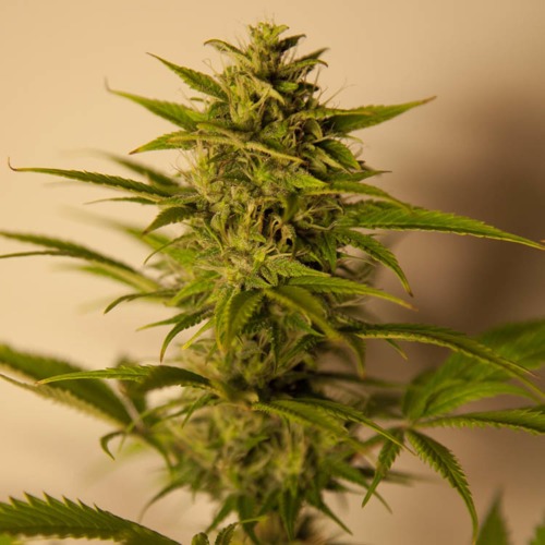 Critical+ - Huismerk Wietzaadjes.nl