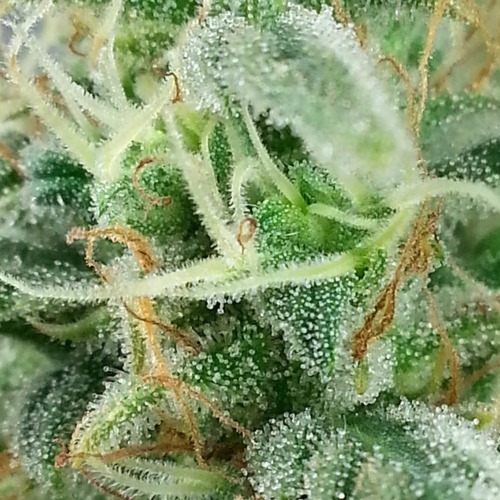 Jack Herer - Huismerk Wietzaadjes.nl close up THC