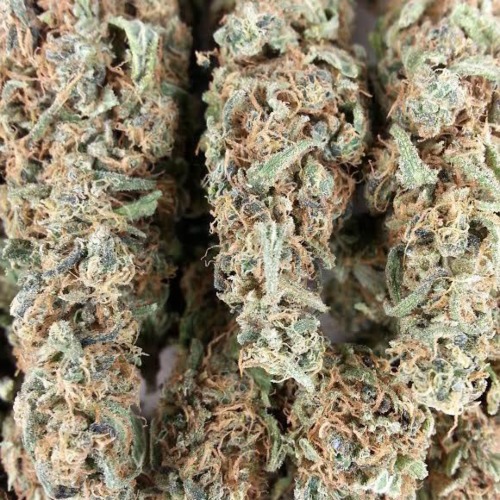 Jack Herer - Huismerk Wietzaadjes.nl gedroogde wiet