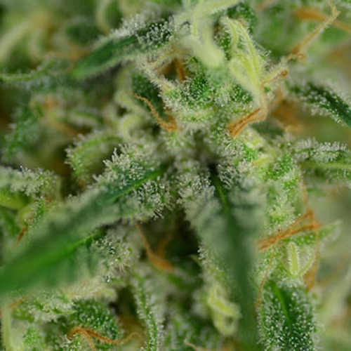 Super Lemon Haze - Huismerk Wietzaadjes.nl close up THC